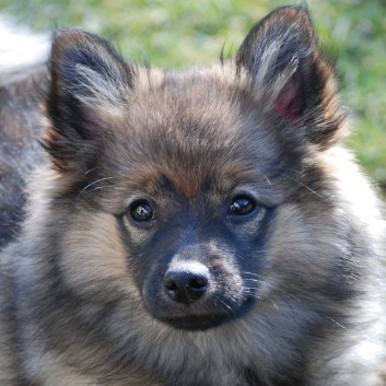 Mittelspitz Kikki von der Ro�steige mit 15 Wochen 06