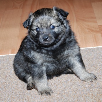 Mittelspitz Kikki von der Roßsteige mit 4,5 Wochen 02 Mittelspitz Kikki von der Roßsteige mit 4,5 Wochen 02