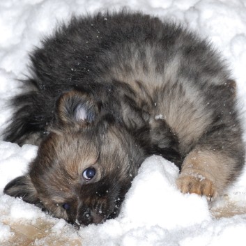 Mittelspitz Kikki von der Ro�steige mit 7 Wochen 02