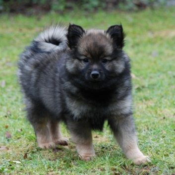 Mittelspitz Kikki von der Ro�steige mit 9 Wochen