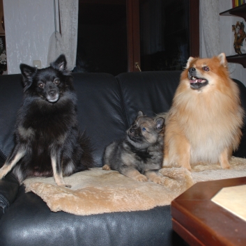 Mittelspitz Kikki von der Roßsteige mit Mutter Cassiopeia von der Roßsteige und Vater Joker vom Ravens Hof Mittelspitz Kikki von der Roßsteige mit Mutter Cassiopeia von der Roßsteige und Vater Joker vom Ravens Hof