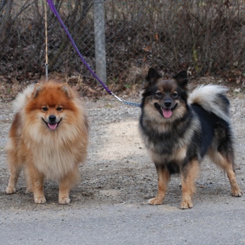 Mittelspitz Kikki von der Roßsteige mit Papa Joker in Offenburg 2012 Mittelspitz Kikki von der Roßsteige mit Papa Joker in Offenburg 2012