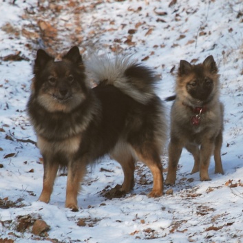 Mittelspitz Lilly Laskaja von der Ro�steige zu Besuch zu Hause 2012-02-22