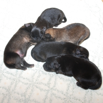 Mittelspitze K-Wurf von der Ro�steige mit drei Tagen 01