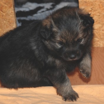 Mittelspitze Welpen K-Wurf von der Ro�steige mit 4 Wochen 05