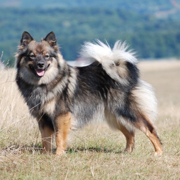 Mittelspitze von der Ro�steige auf der CACIB 2011 Targu Mures in Rum�nien 17