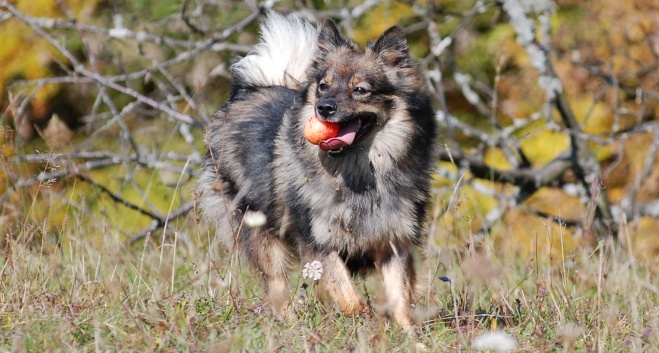 Spitz Kikki von der Ro�steige 01