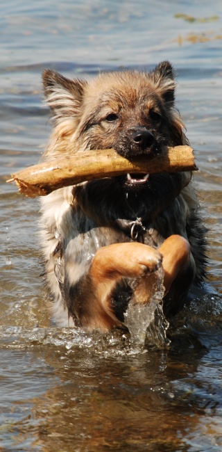 Spitz Kikki von der Ro�steige 02