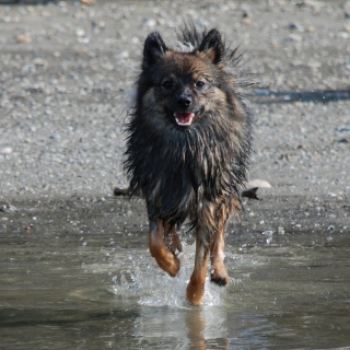 Spitz Kikki von der Ro�steige 05