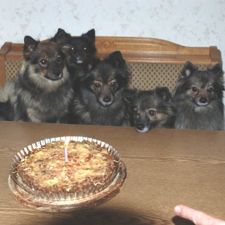 Spitz Kikki von der Ro�steige 06