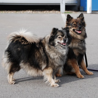 Spitz Kikki von der Roßsteige 07 Spitz Kikki von der Roßsteige 07