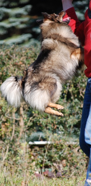 Spitz Kikki von der Ro�steige 08