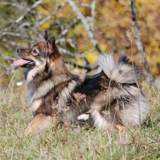 Spitz Kikki von der Roßsteige 09 Spitz Kikki von der Roßsteige 09