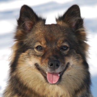 Spitz Kikki von der Ro�steige 10