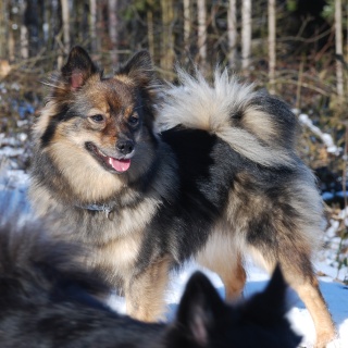 Spitz Kikki von der Ro�steige 11