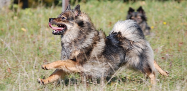 Spitz Kikki von der Ro�steige 12