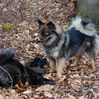 Spitz Kikki von der Ro�steige 13