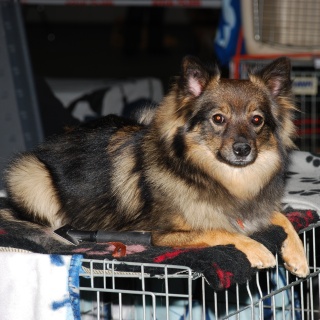 Spitz Kikki von der Ro�steige 14