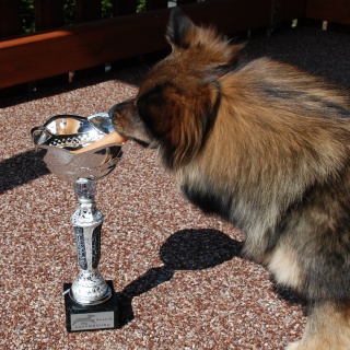 Spitz Kikki von der Ro�steige 16