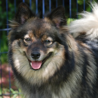 Spitz Kikki von der Ro�steige 17 Mai 2012