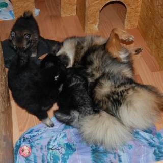 Spitz Kikki von der Ro�steige 18 Mai 2012