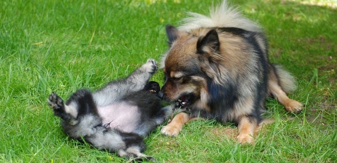 Spitz Kikki von der Roßsteige 19 Mai 2012 Spitz Kikki von der Roßsteige 19 Mai 2012