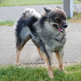 Spitz Kikki von der Ro�steige 20 Juni 2012