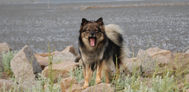 Spitz Kikki von der Roßsteige 21 Juni 2012 Spitz Kikki von der Roßsteige 21 Juni 2012