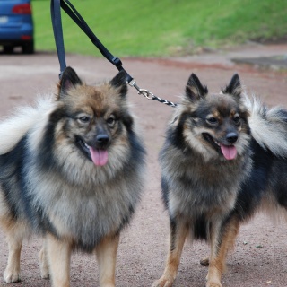 Spitz Kikki von der Ro�steige 21 Juni 2012 2