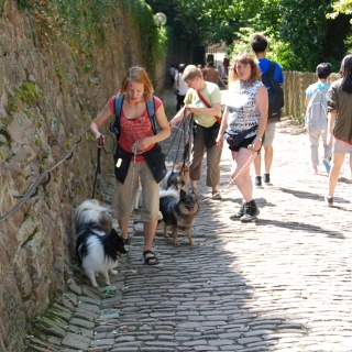 Spitz Kikki von der Ro�steige 23 August 2012