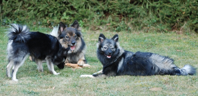 Spitz Kikki von der Roßsteige 25 September 2012 Spitz Kikki von der Roßsteige 25 September 2012