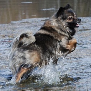 Titelbild Arabella von der Ro�steige 02