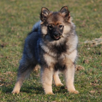 Welpenspielstunde Mittelspitze Kikki und Kobold von der Roßsteige mit Spitzfamilie - 47 Welpenspielstunde Mittelspitze Kikki und Kobold von der Roßsteige mit Spitzfamilie - 47
