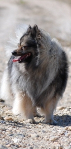 04 Mittelspitz Bonita von der Ro�steige