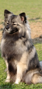 107 Mittelspitz Ella von der Ro�steige