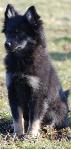 10 Mittelspitz Diamond Lady von der Ro�steige