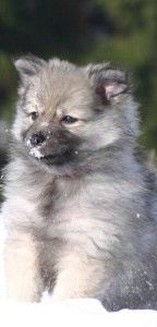 112 Mittelspitz Aylin von der Ro�steige als Welpe