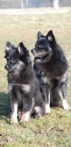 11 Mittelspitz Cassiopeia und Diamond Lady von der Ro�steige