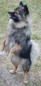 127 Mittelspitz Arabella von der Ro�steige