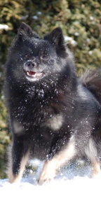 17 Mittelspitz Cassiopeia von der Ro�steige