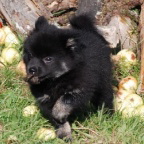 20 Mittelspitz Eyk von der Ro�steige