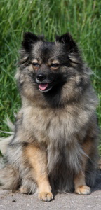 25 Mittelspitz Arabella von der Ro�steige