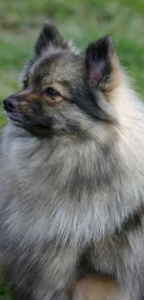 27 Mittelspitz Bonita von der Ro�steige