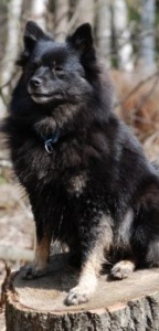 36 Mittelspitz Cassiopeia von der Ro�steige