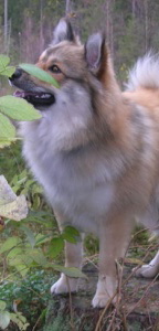 49 Mittelspitz Aragon von der Ro�steige