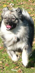 72 Mittelspitz Asterix von der Ro�steige