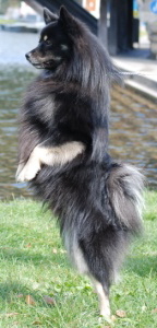 93 Mittelspitz Dundee von der Ro�steige