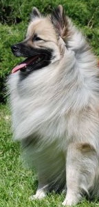 95 Mittelspitz Hui Buh von der Ro�steige