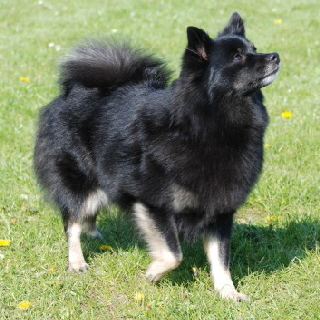 Mittelspitz Cassiopeia von der Ro�steige in D�nemark